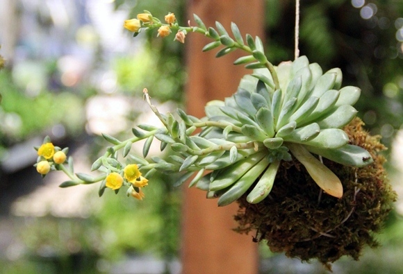 DIY-Garden-Hanging-Kokedama-Plant1